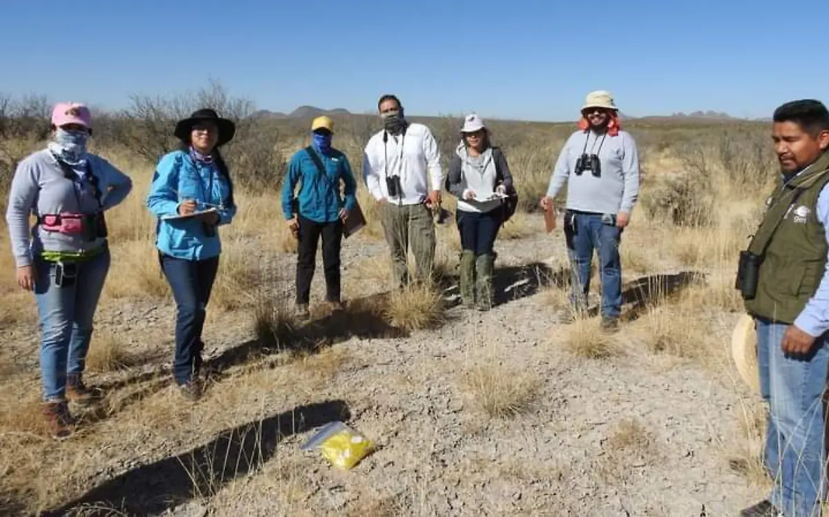 Lanza cortesia Reserva de la Biosfera de Mapimi 1